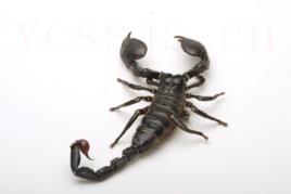 蝎子