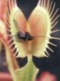 科学频道植物的报复